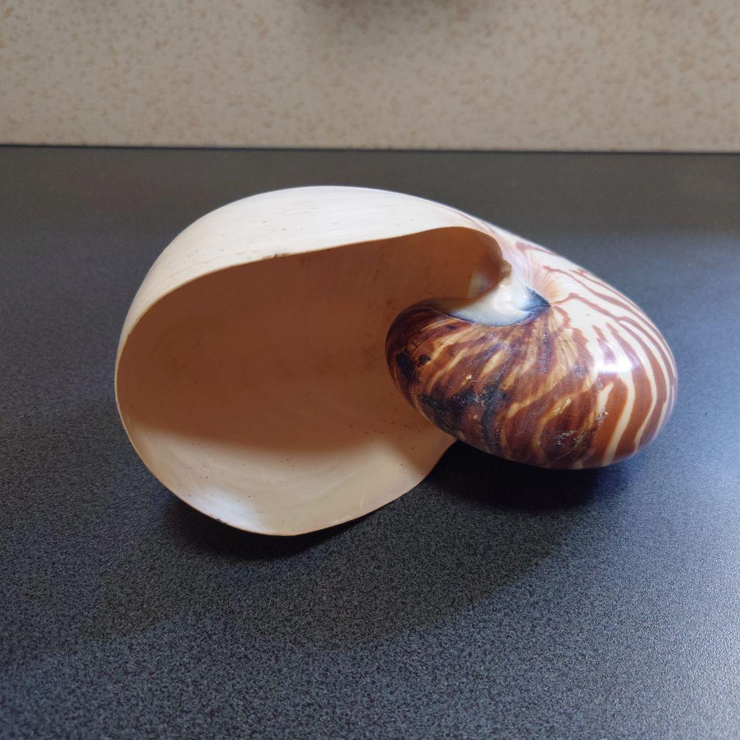 オウムガイの殻 3個セット