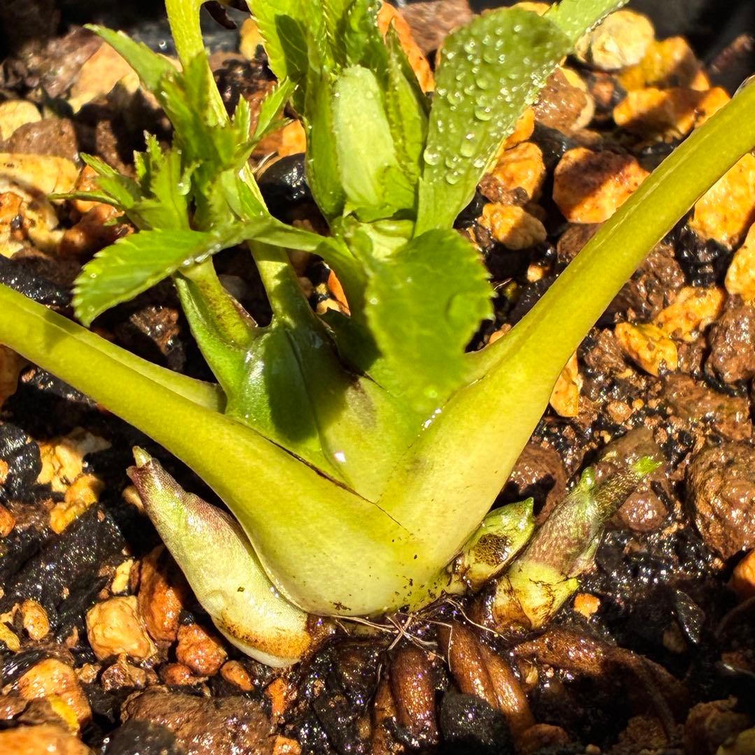 も*子様 ☘️蕾付き☘️NEW☘️レア☘️3395⭐️マイクロヒデコート⭐️小輪