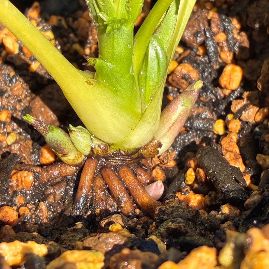 も*子様 ☘️蕾付き☘️NEW☘️レア☘️3395⭐️マイクロヒデコート⭐️小輪