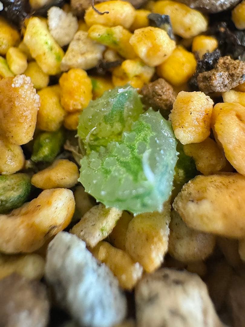 ハオルチア　闇の森　抜き苗