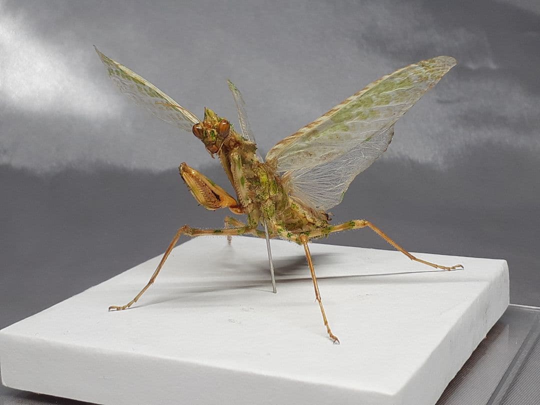 アザミカマキリ雌　立体標本