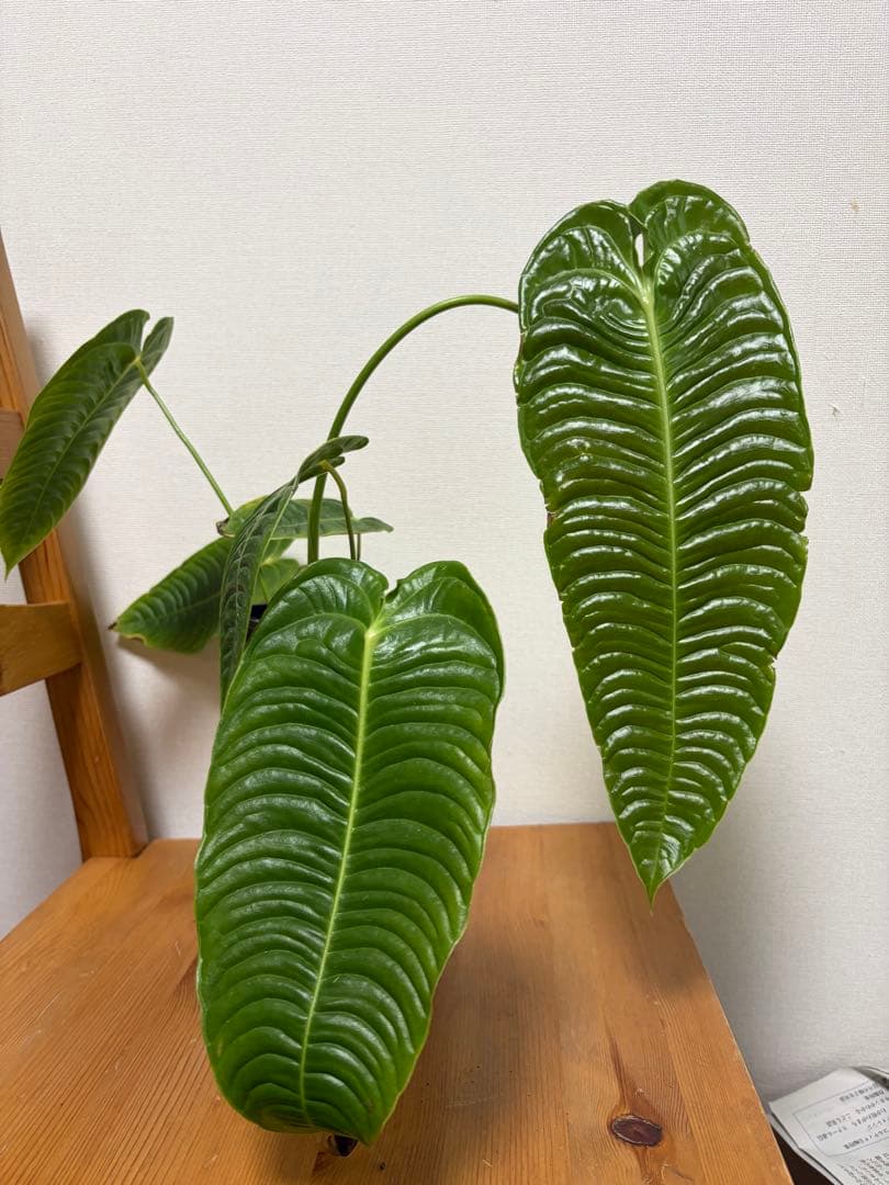 ＊アンスリウム　ベイチー　スーパーナロー　super narrow 4号＊