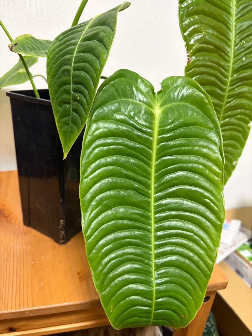 ＊アンスリウム　ベイチー　スーパーナロー　super narrow 4号＊