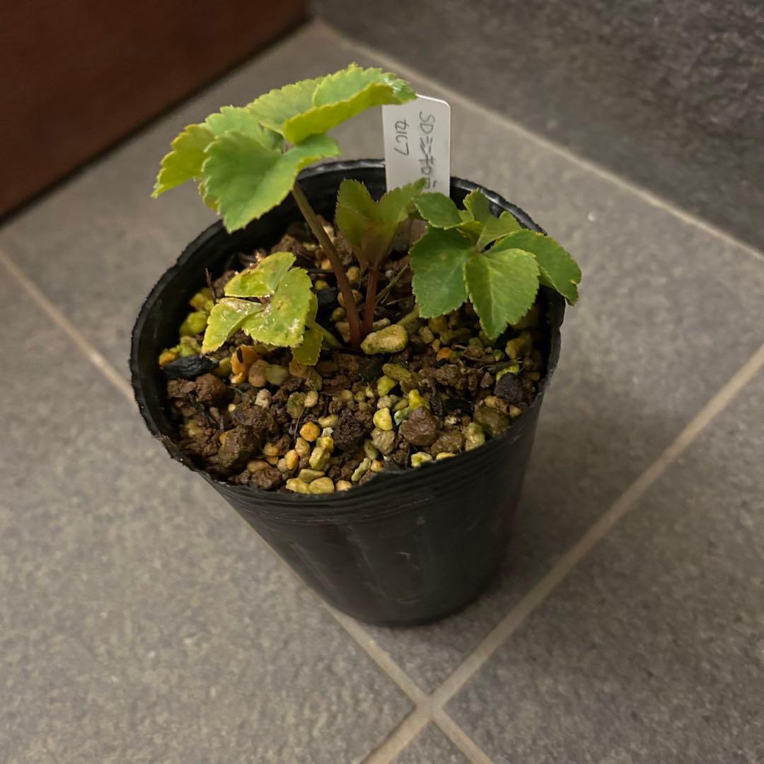 もり子「新春セール」クリスマスローズ セット