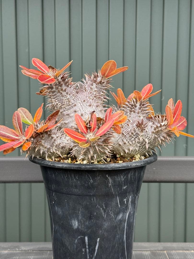 パキポディウム　デンシフローラム　実生