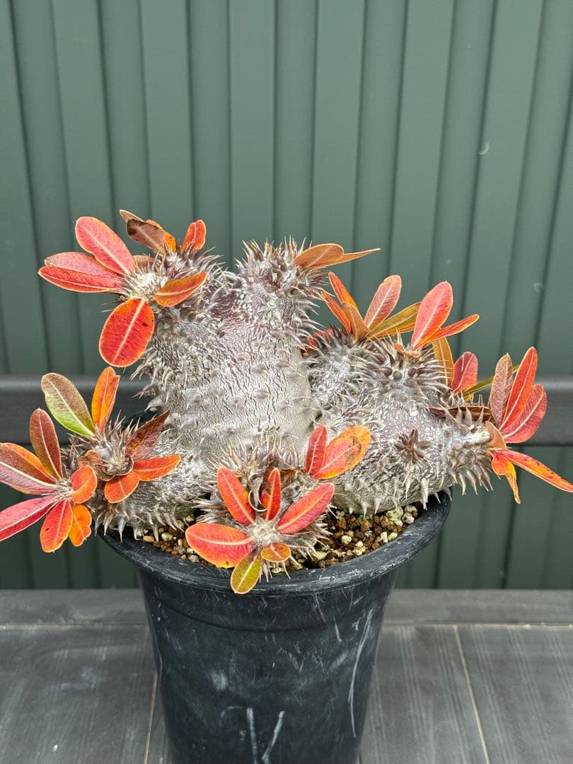 パキポディウム　デンシフローラム　実生