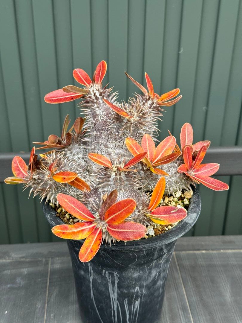 パキポディウム　デンシフローラム　実生