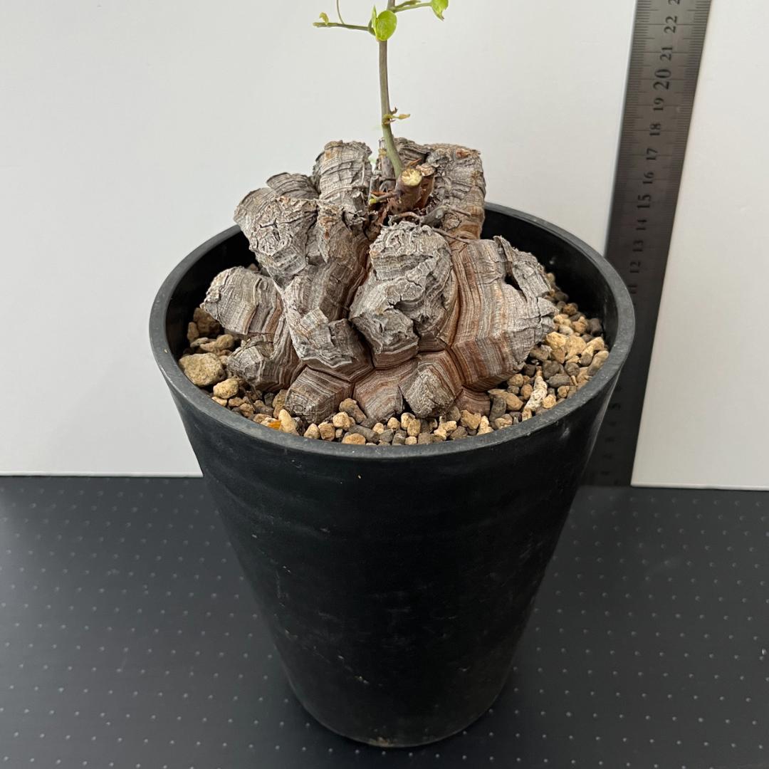 アフリカ亀甲竜 5号鉢