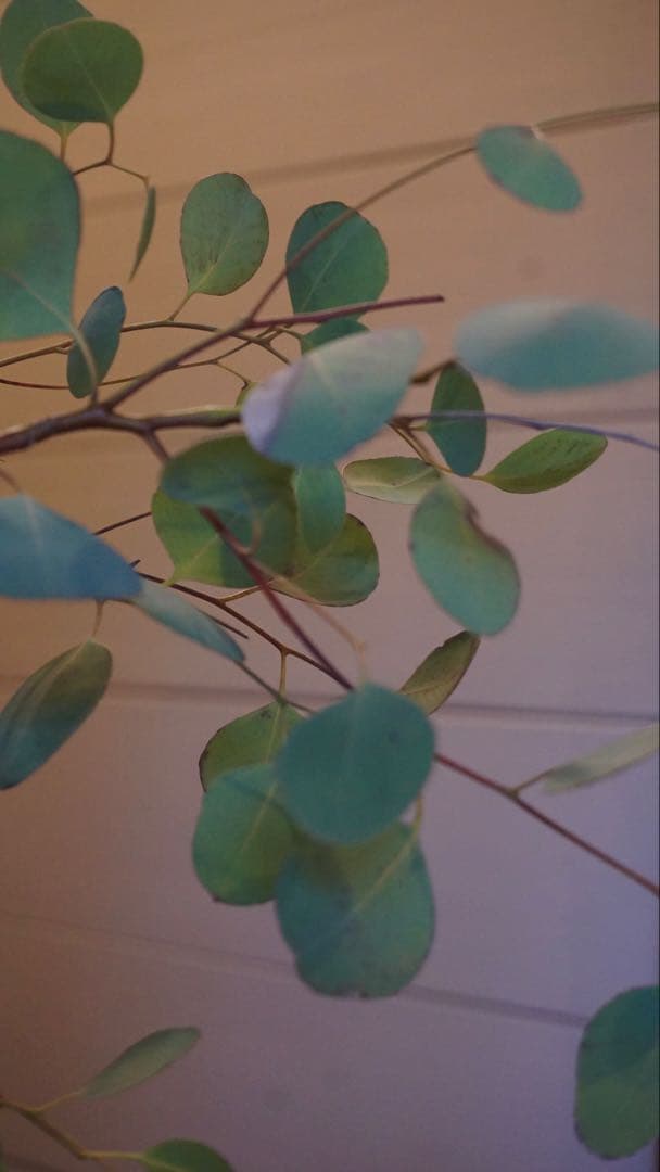 【美品】SONY α5100 ダブルズームレンズキット