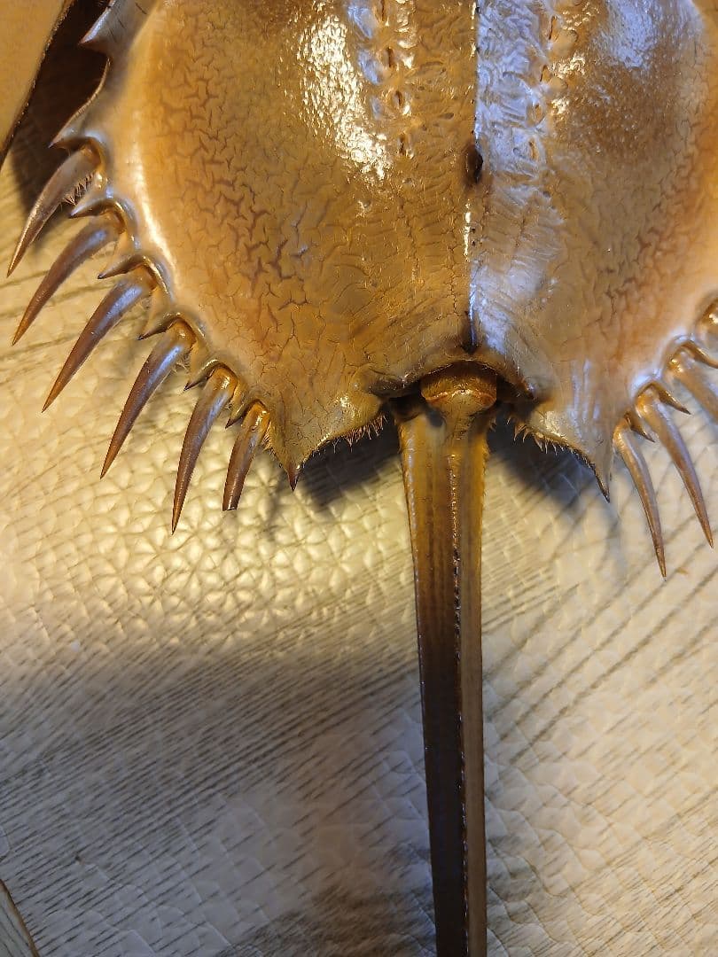 野生　カブトガニ脱皮殻　約３８センチ