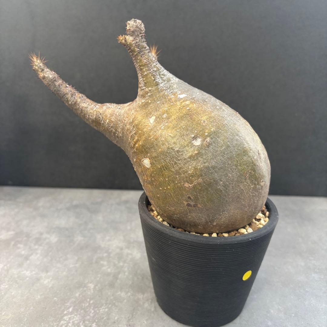 発根済 パキポディウム グラキリス 現地球 良型 塊根植物 コーデックスNO1