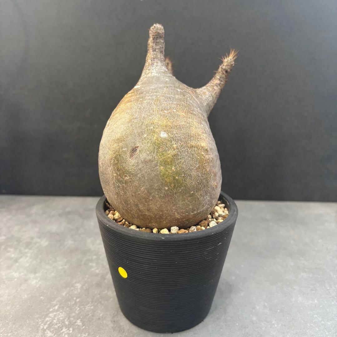 発根済 パキポディウム グラキリス 現地球 良型 塊根植物 コーデックスNO1