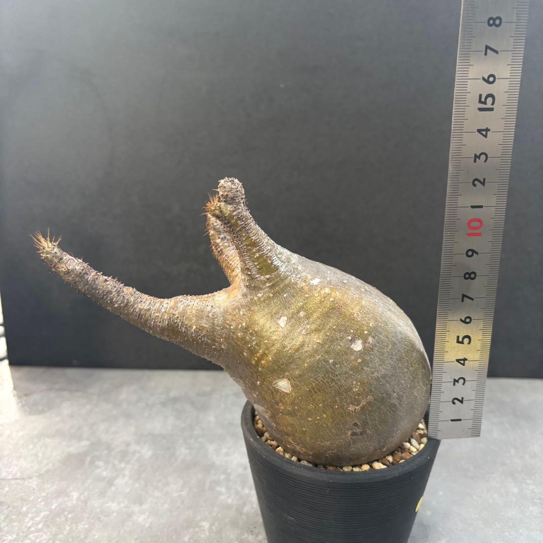 発根済 パキポディウム グラキリス 現地球 良型 塊根植物 コーデックスNO1