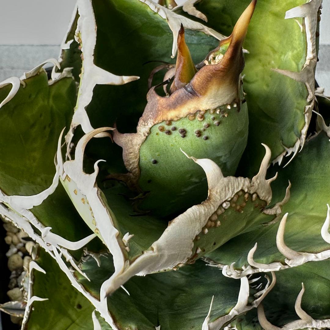 チタノタ 台湾趣味家株 セット ※バラ売り可能 検）冰雹、麻花龍