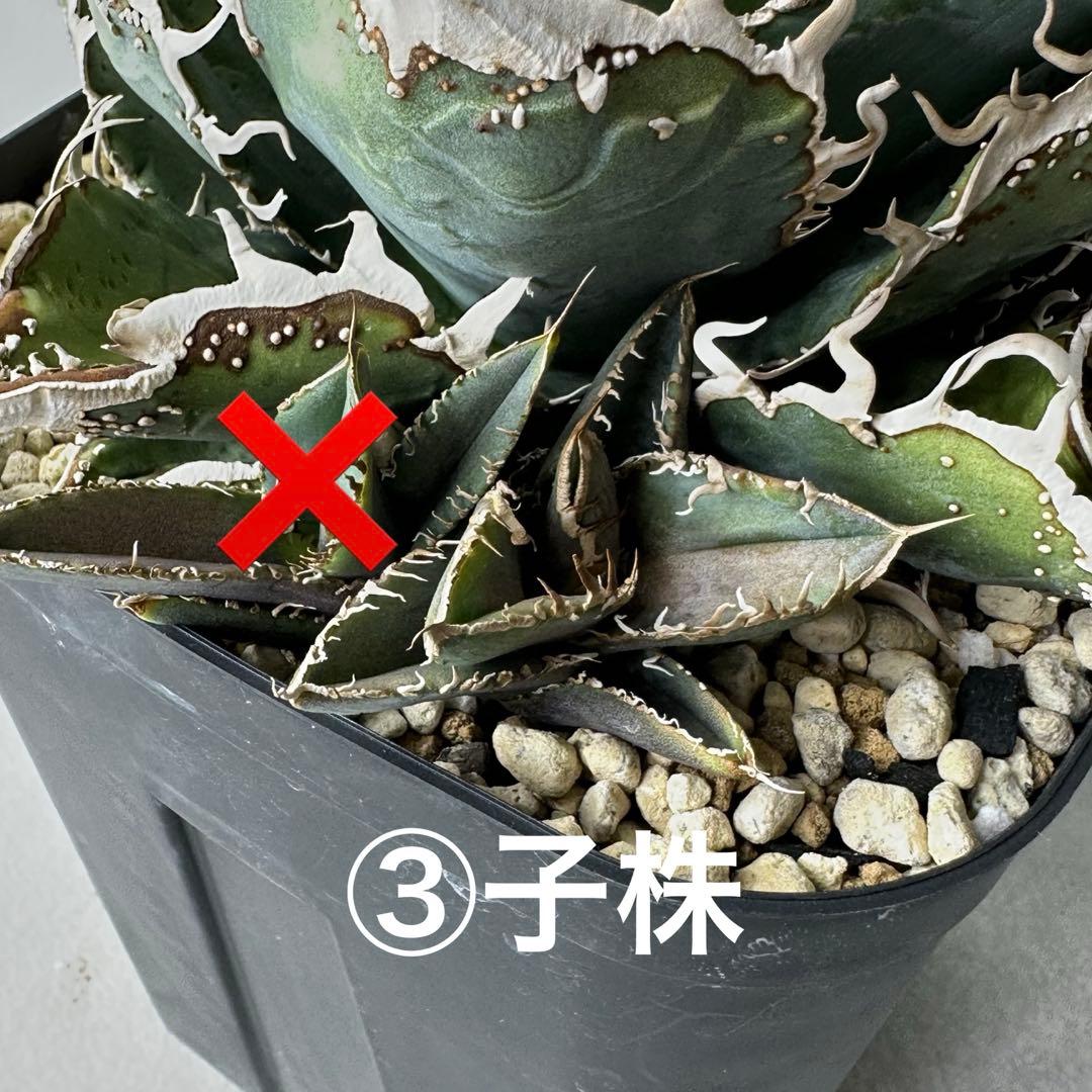 チタノタ 台湾趣味家株 セット ※バラ売り可能 検）冰雹、麻花龍