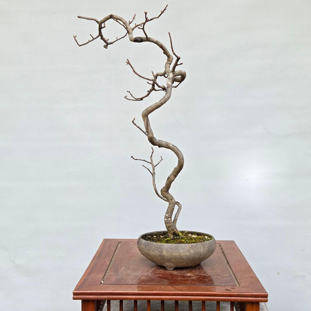 日本カマツカ　[双幹文人風木]　中品盆栽