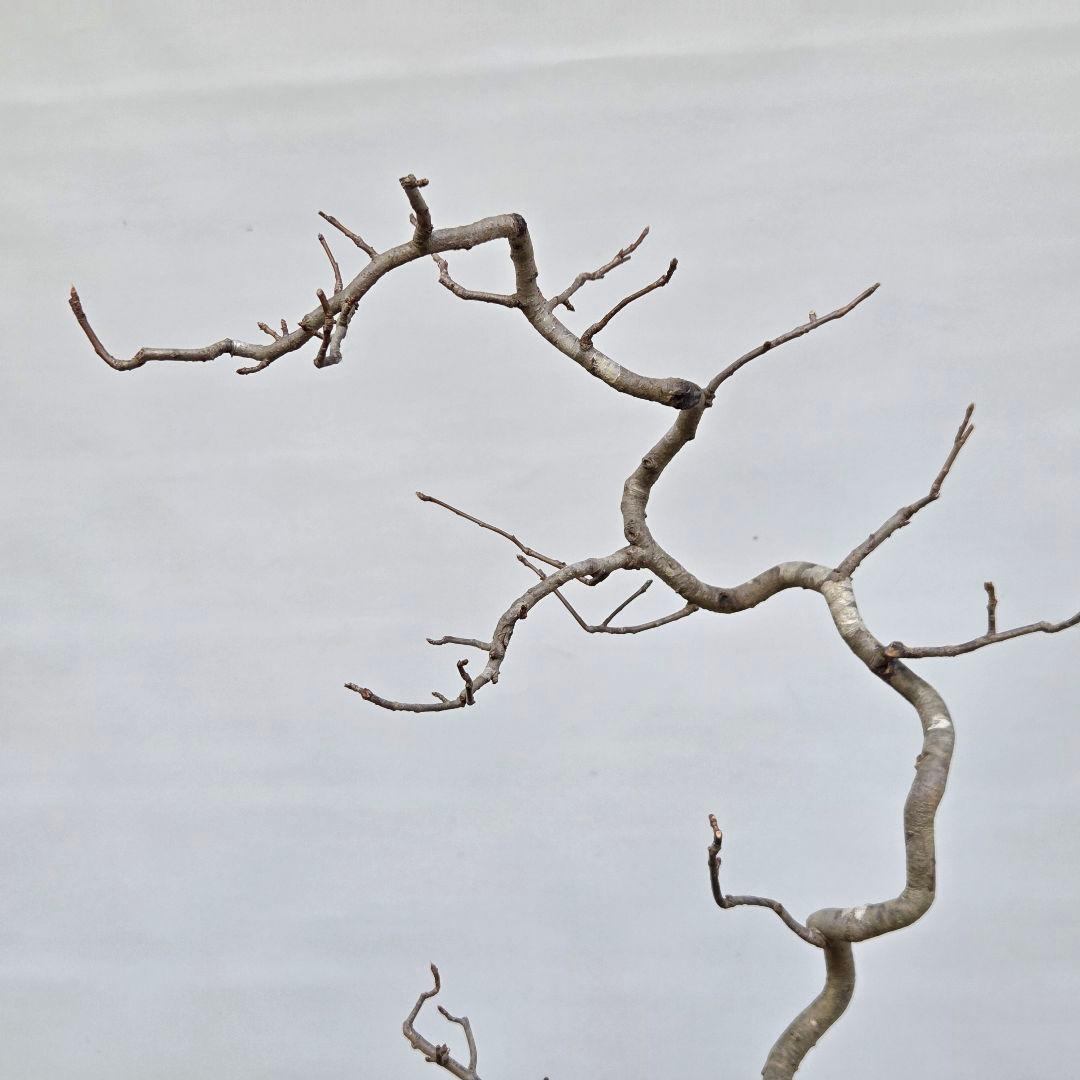 日本カマツカ　[双幹文人風木]　中品盆栽