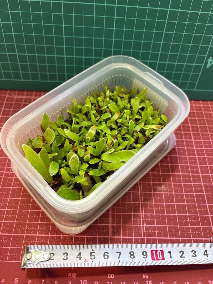 ビカクシダ P.veitchii wild (vp#0 'Steel' )spore