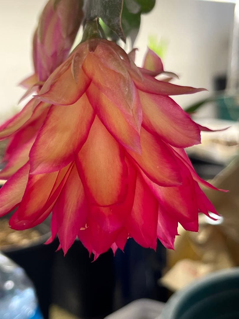 シャコバサボテン　接ぎ木　大きめ