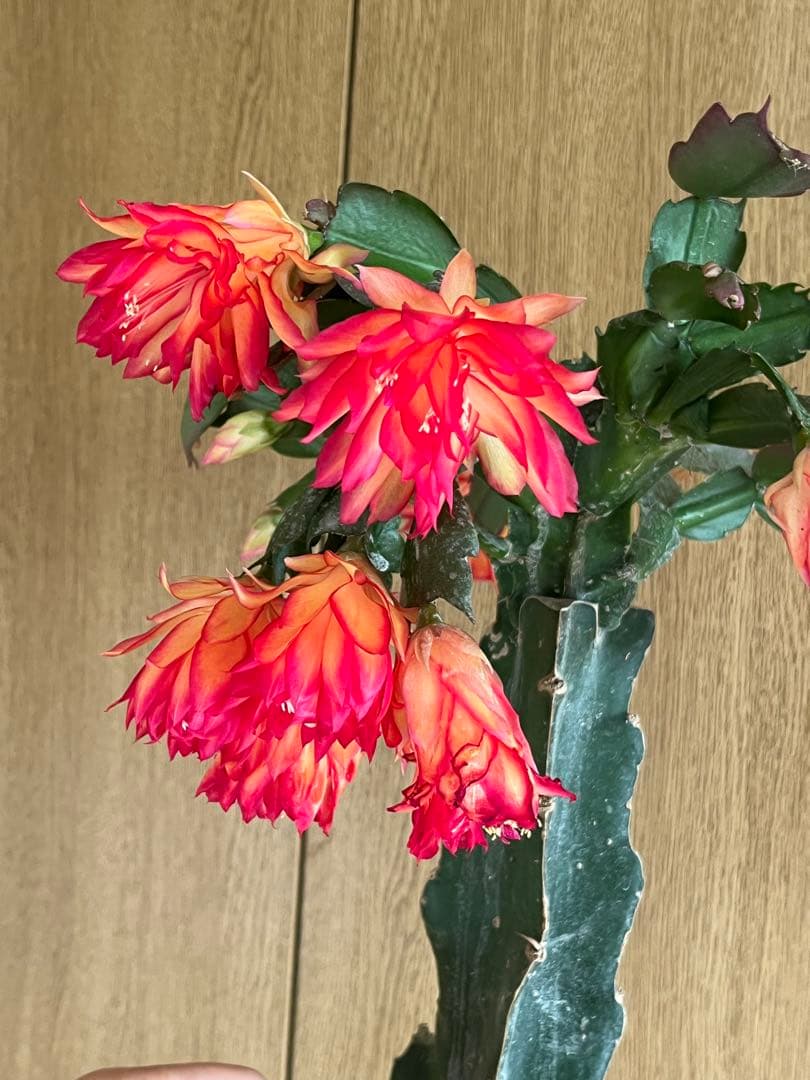 シャコバサボテン　接ぎ木　大きめ