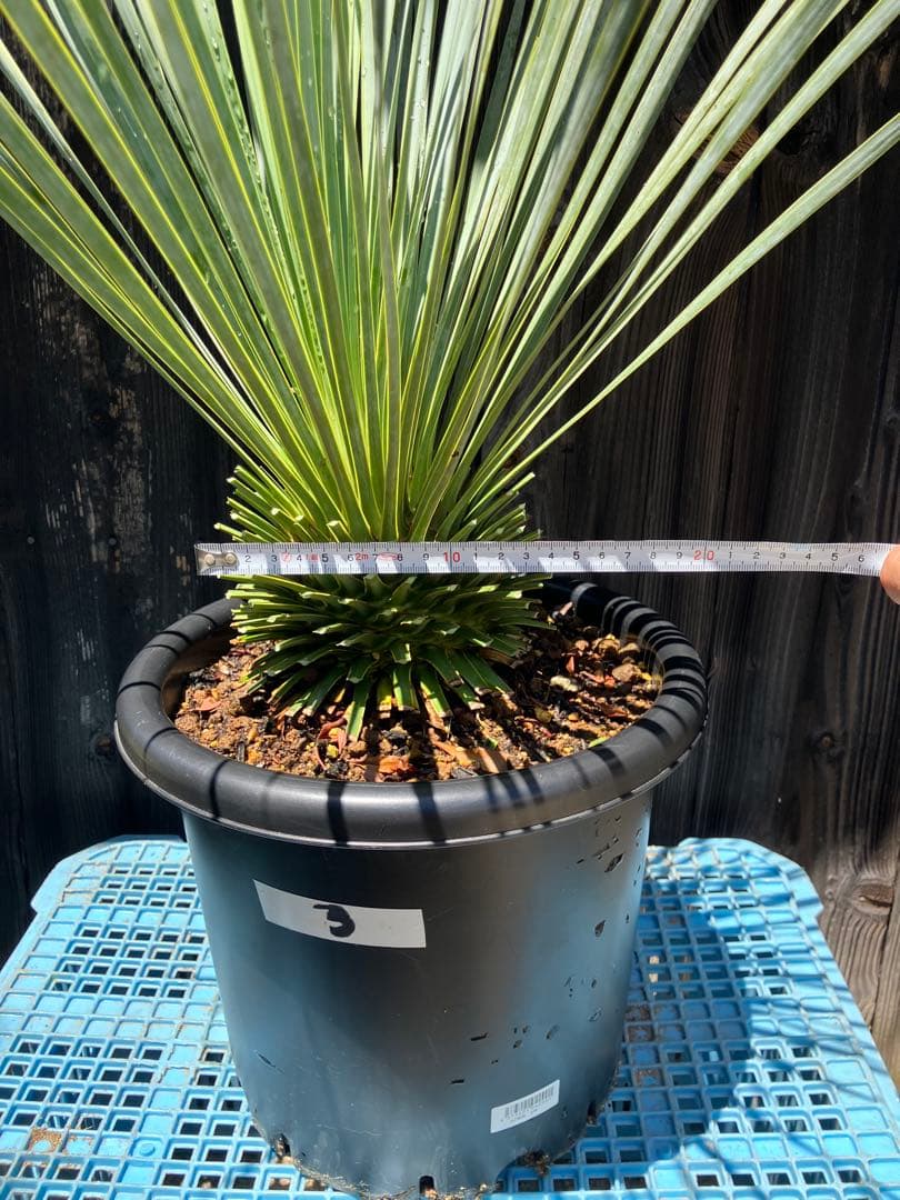 ユッカロストラータ　実生　掘り上げ3 養生済み