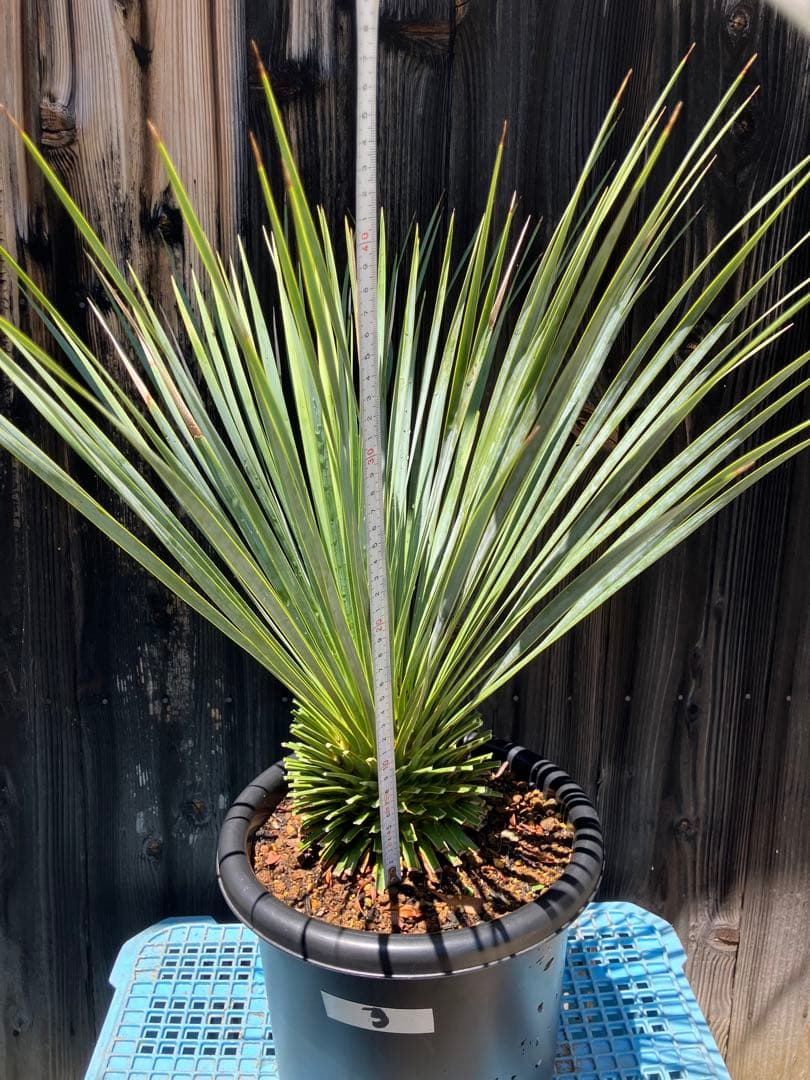 ユッカロストラータ　実生　掘り上げ3 養生済み