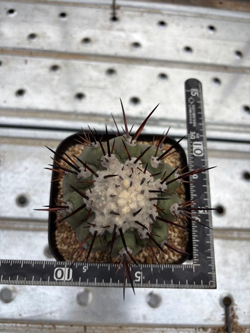 サボテン　黒王丸　台付