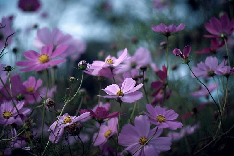 39 　美品　ぐるぐるボケレンズ　ヘリオス　44-2