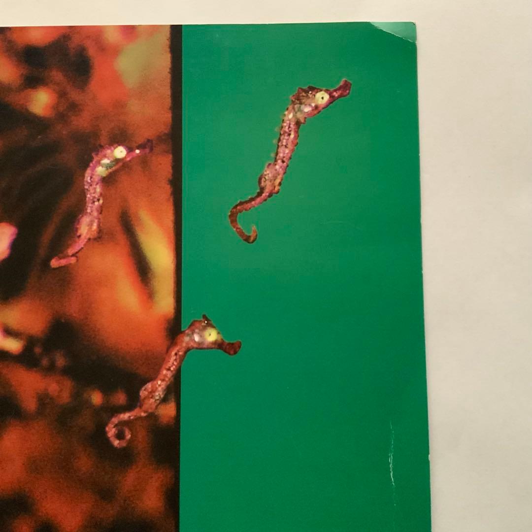 NIRVANA all apologies 12inch アートプリント2枚付