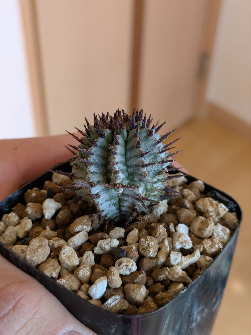 coral VELさま専用　ユーフォルビア宇田ゼブラホリダ