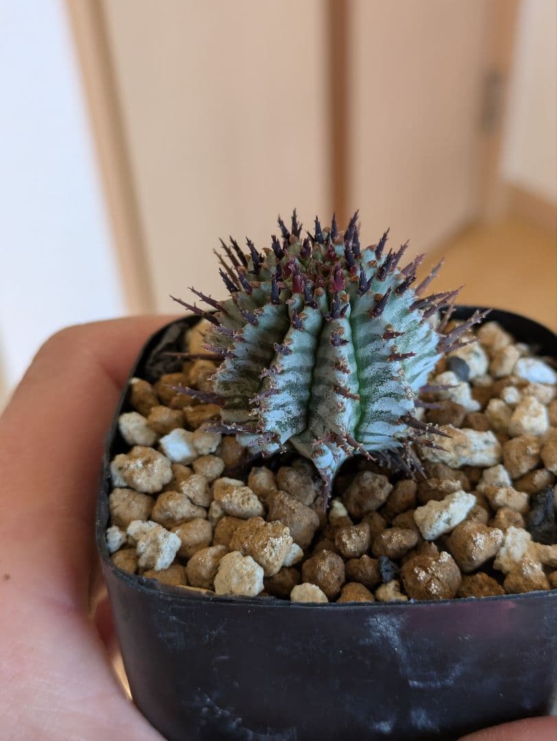 coral VELさま専用　ユーフォルビア宇田ゼブラホリダ