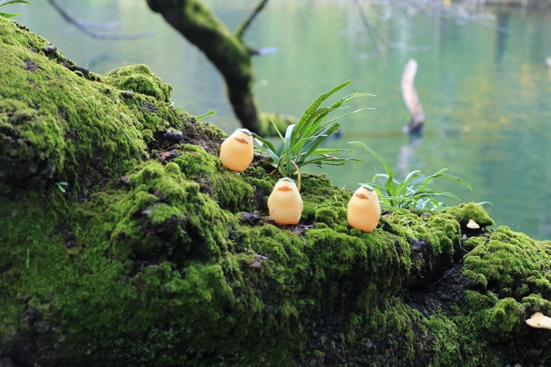 Canon EOS 6D 単焦点レンズ50mm、望遠レンズ70-300mm 付き