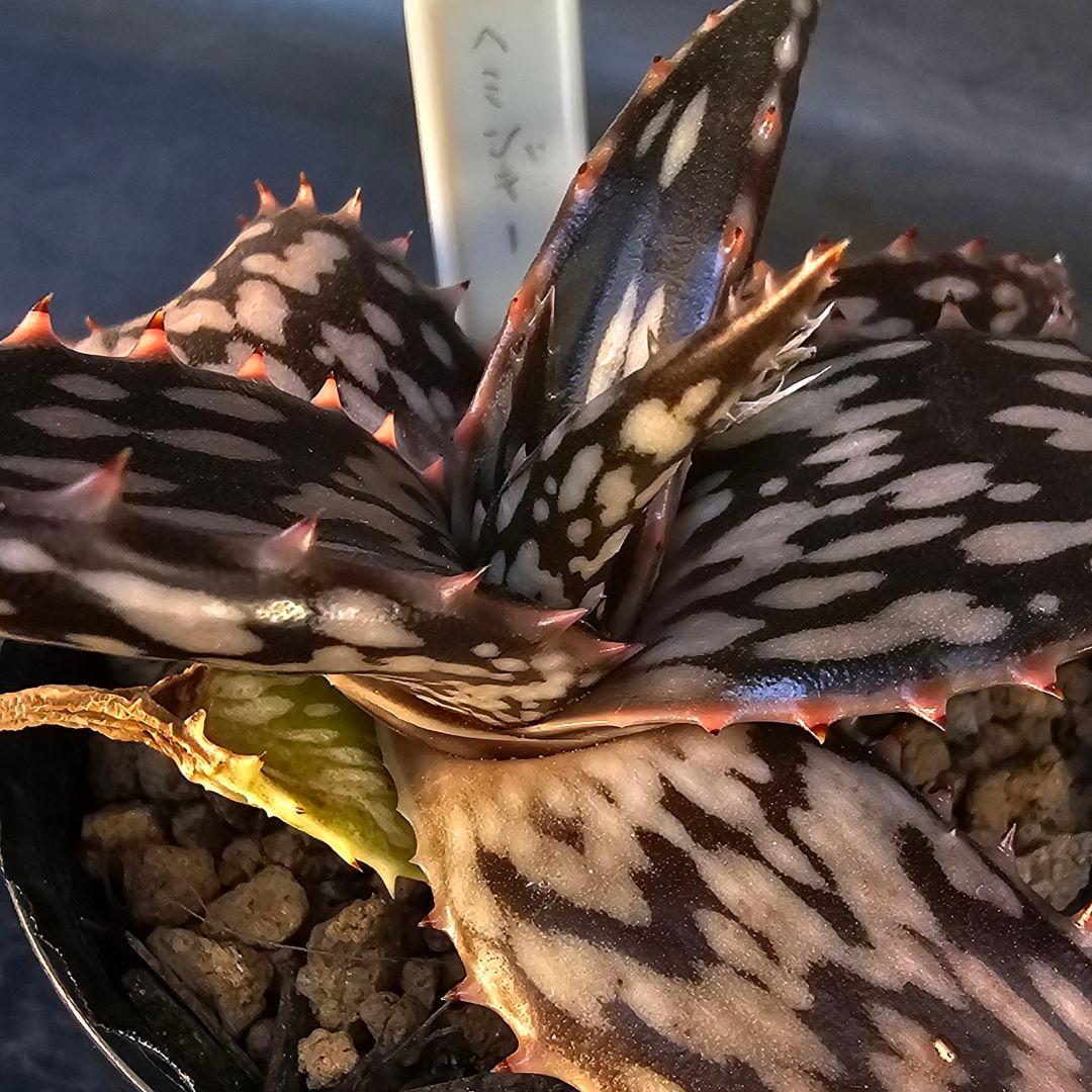 速達発送☆多肉植物 アロエ属 ヘミンギー