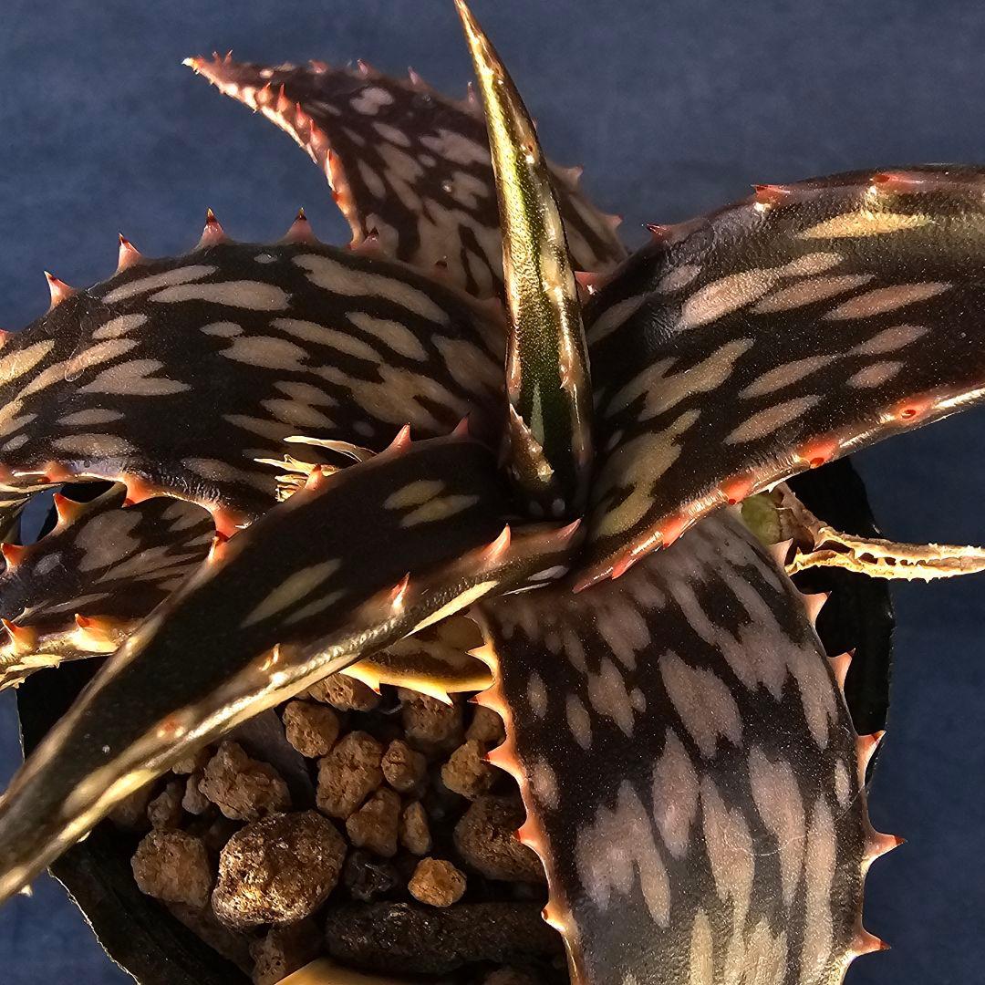 速達発送☆多肉植物 アロエ属 ヘミンギー