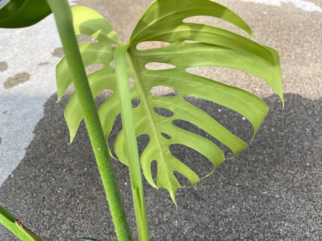 モンステラ デリシオーサ スケルトン 検索 シエラナ ミューテーション 実生