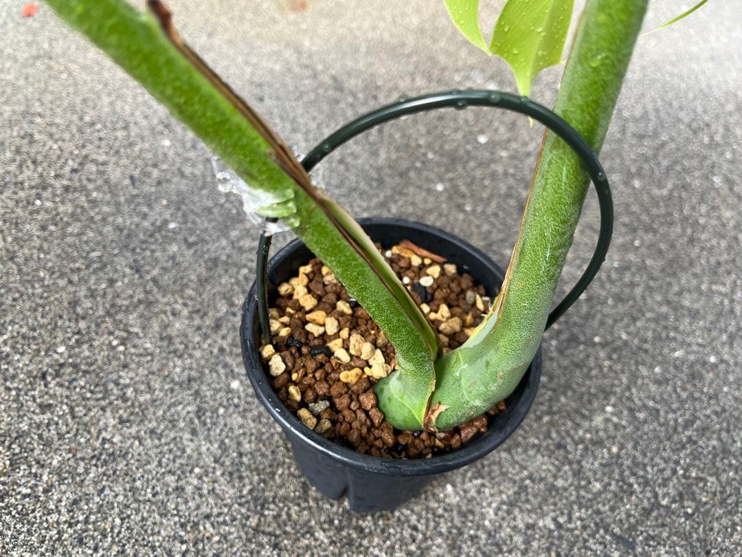 モンステラ デリシオーサ スケルトン 検索 シエラナ ミューテーション 実生