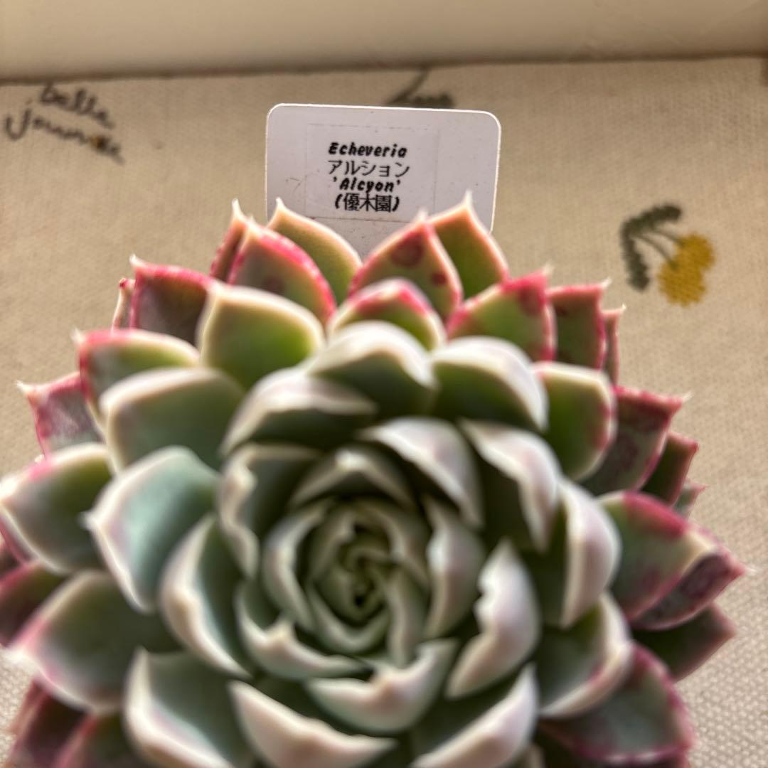 Echeveria、5点セットです(^-^)