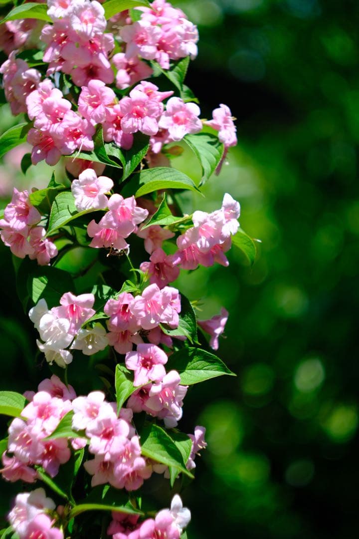 レンズ(単焦点) Carl Zeiss Jena Biotar 58mm f2