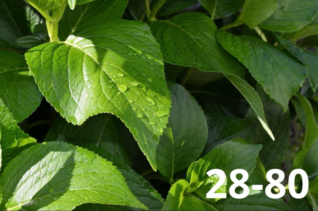 美品✨️Nikon D7000◎ズーム2本＋元箱付！風景・人物・遠景まで幅広く◎