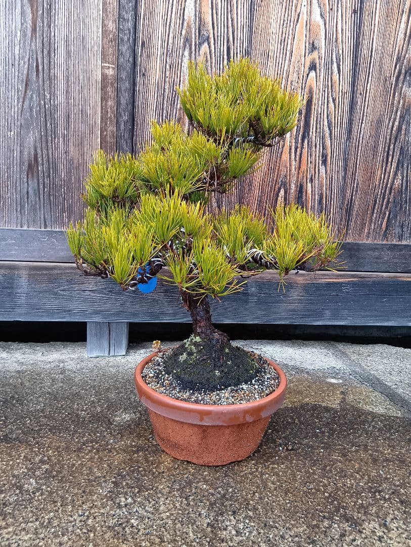 黒松（かなり年数持ち込み古い）②