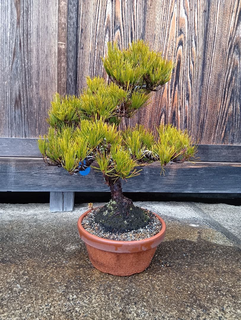 黒松（かなり年数持ち込み古い）②