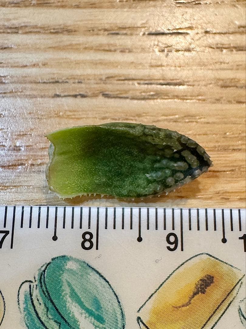 ハオルチア　王蟲　大きめ　葉挿し苗＆ハオルチア　月の恋人　葉挿し苗×2　速達便