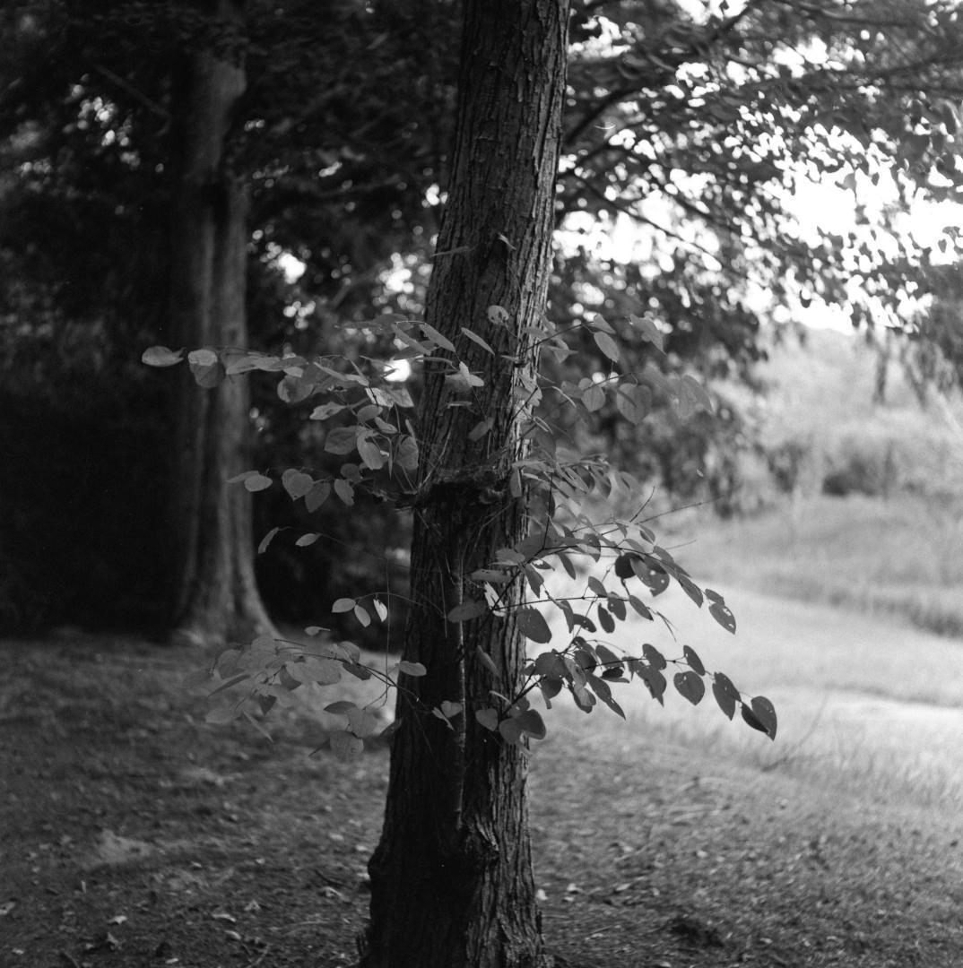 【作例あり】動作品　Minolta Autocord　二眼レフ