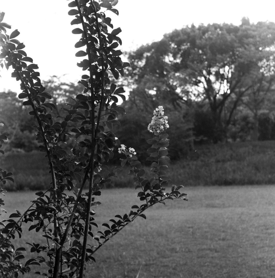 【作例あり】動作品　Minolta Autocord　二眼レフ