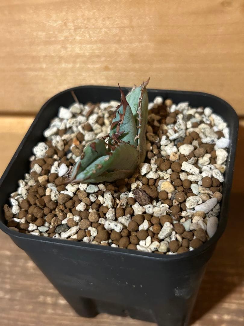 アガベ　チタノタ　ビースト　カクタスグリーン産　カット苗　微発根済み