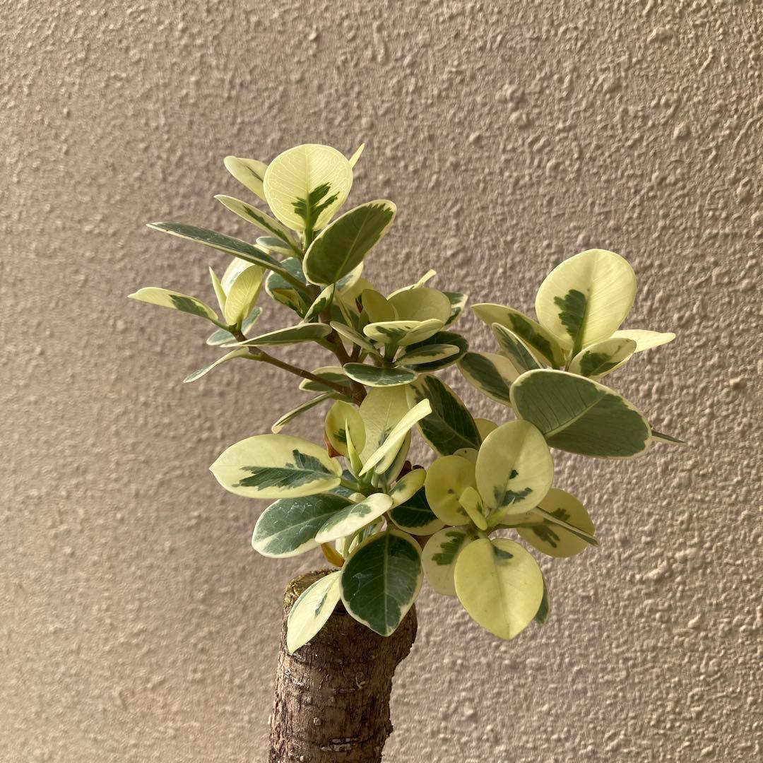 接木　パンダガジュマル斑入り　大苗