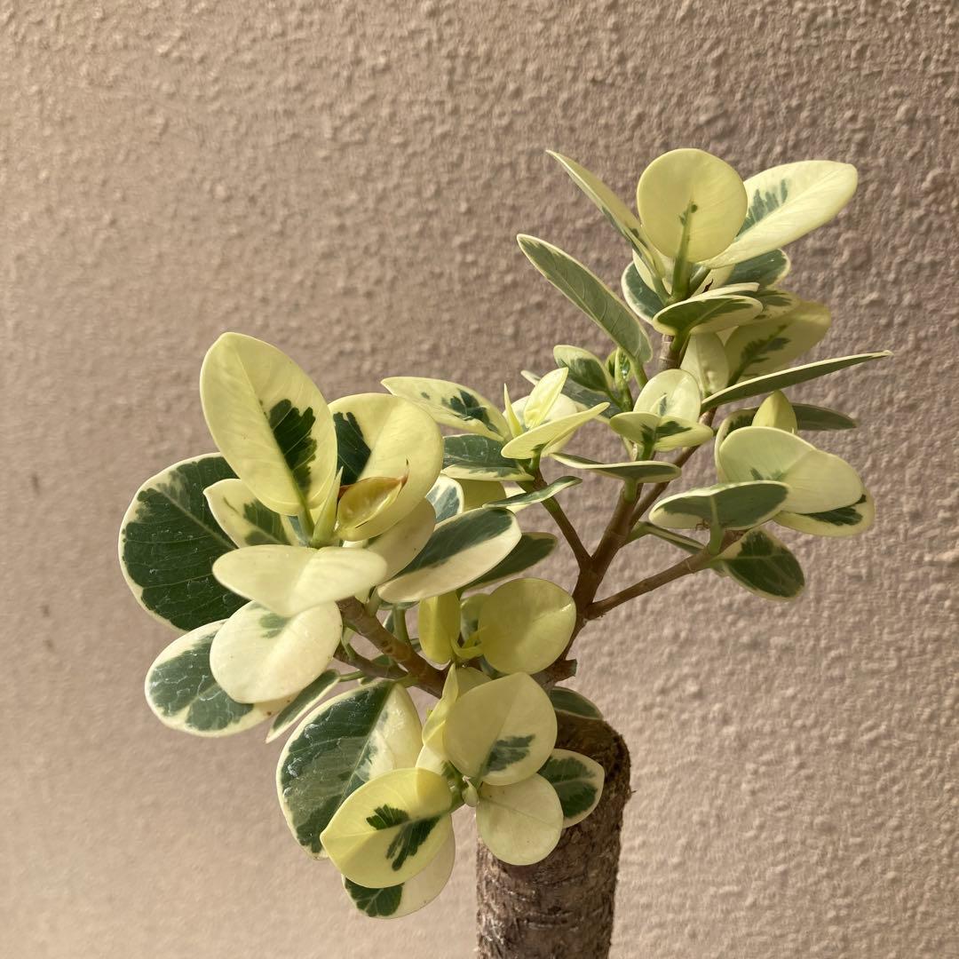 接木　パンダガジュマル斑入り　大苗