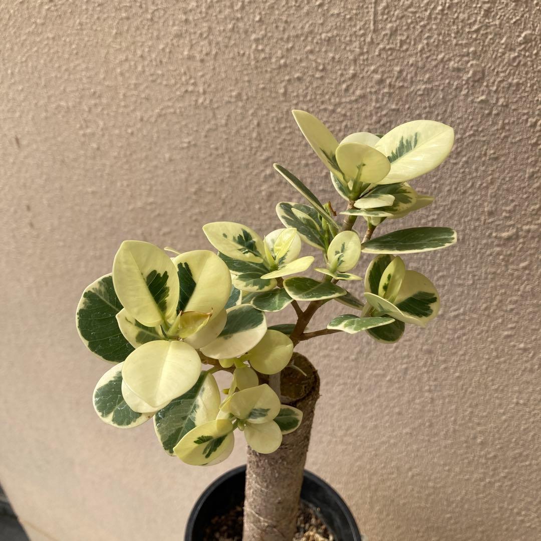 接木　パンダガジュマル斑入り　大苗