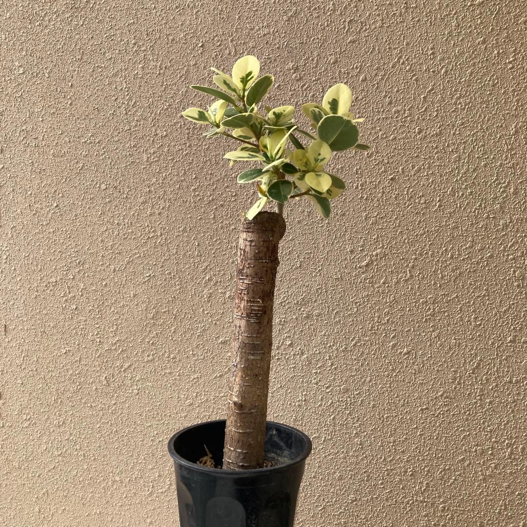 接木　パンダガジュマル斑入り　大苗