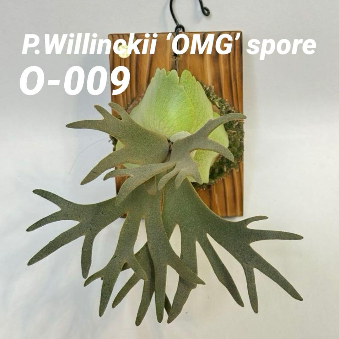 Y*s様 ◆ P.Willinckii ‘OMG’ spore（O-009）